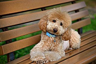 《死亡细胞》将迎来最终更新 3周左右发布